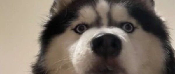 “我家二哈每次去宠物店洗澡回到家，都好像失忆了一样…”