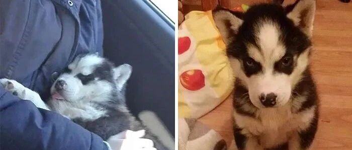 当狗狗知道自己被领养后，二哈的反应……笑喷！