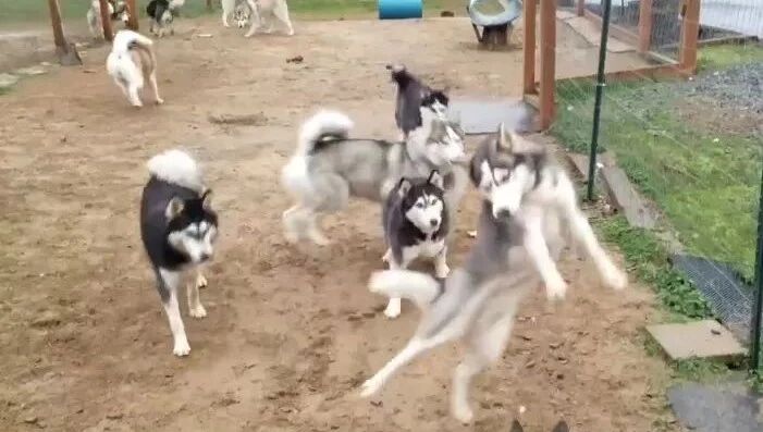 二哈生了两胎，主人都留着自己养，网友：可以组建拆迁队了