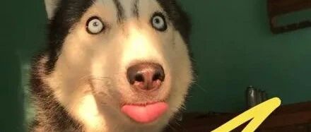 有些狗，坐在那就足够笑死个人！