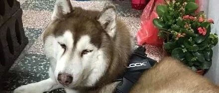 主人为了骗二哈吃药，偷偷把药粉撒狗粮里，结果第二天却傻眼了！