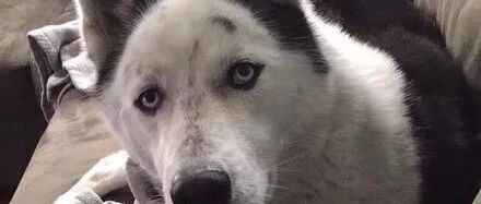 哈士奇竟因太丑差点被抛弃？我想这家伙到底有多丑，看到后...