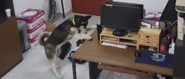 没想到吧！二哈居然拆到了派出所……