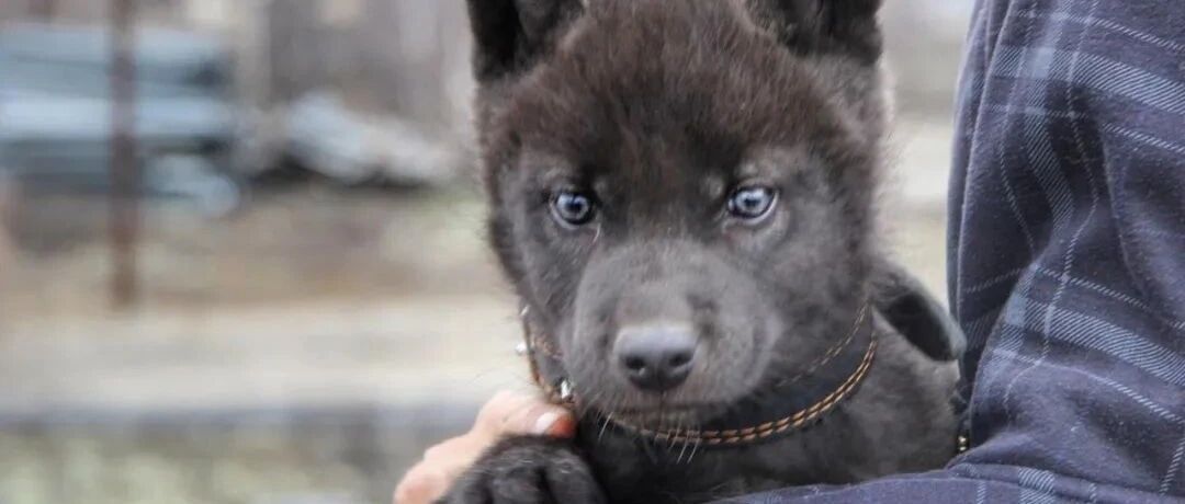 捡回来一只雪橇犬，养了4个月后带去看兽医：这不是狗！！