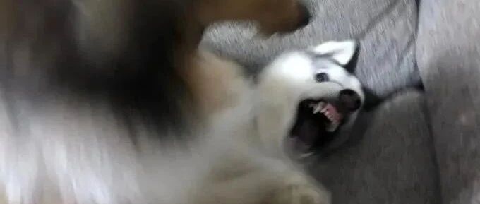 养只哈士奇实在太难了哈哈哈哈哈！