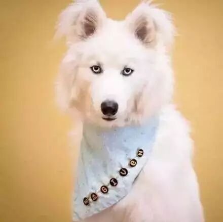 这只罕见的哈士奇，虽然貌美如花，但它总费尽心机想把自己染黑...