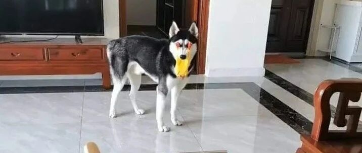 网友回家发现二哈眼睛有点奇怪，走近一看……笑到肚子疼哈哈哈哈哈！