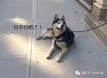 这只哈士奇好可怜，得了不能回家综合症！