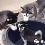 哈士奇生了只有骨气的小二哈，气的狗妈一点脾气都没有.....