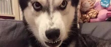 这主人内心到底有多强大，养这样一只哈士奇.....