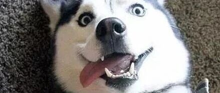 这才是真正的哈士奇，你家那个只能叫二哈！