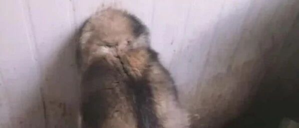 哈士奇头卡在墙上笑翻众人，铲屎官连着抽了一包烟：我到底保房还是保狗？