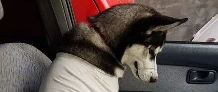 哈士奇突然不吃不喝，主人带它去医院照X光，结果笑喷了...