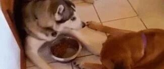 这样的哈士奇太暖了，我都不信我竟然被二哈感动了……