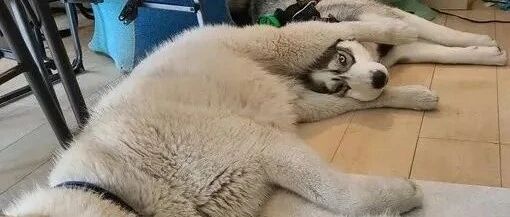 网友吐槽自家的两只二哈，秀恩爱的方式很有味道....