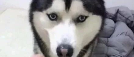 网友不小心坐断了媳妇的口红，看到旁边的二哈，突然计上心来......二哈：这黑锅我不背！