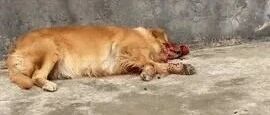 看到自家金毛犬满脸血倒地差点吓哭，结果走过去一看……