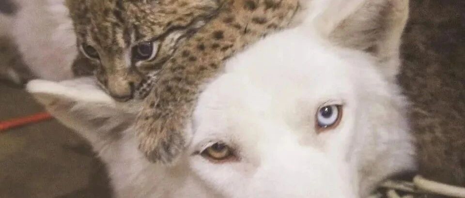 小猞猁获救后，被一群二哈带大……结果成功被狗子带偏了！