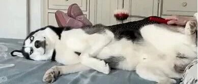 奶奶养的二哈就是不一样，居然喜欢上了“挨揍”？