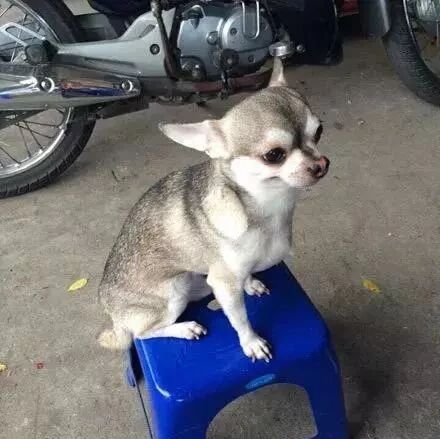 哈士奇和吉娃娃生下“娃哈哈”，双方的基因体现的淋漓尽致.....