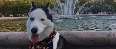 养了一只哈士奇，结果狗子越长越搞笑，网友：长得太敷衍了吧！