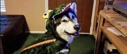 哈士奇：我的主人怕是个智障！