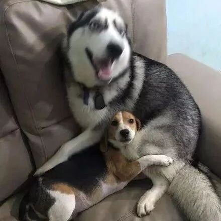 二哈见主人骂小狗狗，于是立马把它揽入怀里：有什么冲我来！