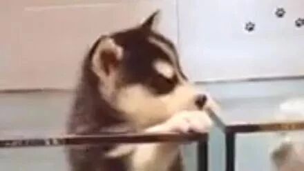 陪朋友去买哈士奇，结果他一眼就相中了这只：是不是该说实话呢...