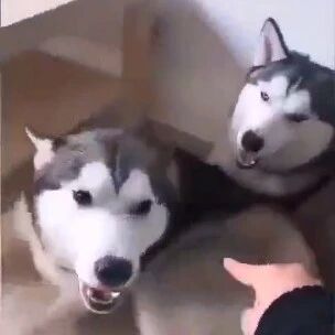 二哈疯没疯我不知道，但这主人肯定是疯了！