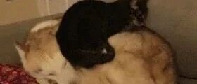 哈士奇可以有多暖？猫：暖到能当床！