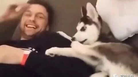 唠叨二哈和主人吵架竟然输了，气得直咬自己的脚丫子