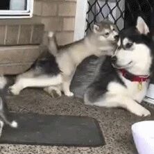 哈士奇看到自己儿子喝水的姿势，瞬间懵逼了...