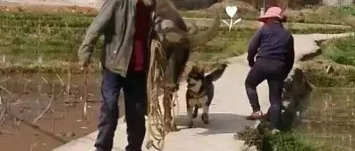 最好不要在农村养哈士奇，后果很严重！！