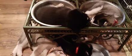 一觉醒来发现家里的5只小二哈睡成这个样子，网友：血统很纯！