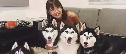 妹子养了4只哈士奇，一开始还很羡慕，直到……