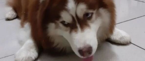 哈士奇只吃菜不吃肉，网友：这哈有点纯啊！