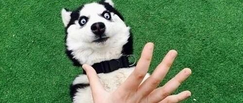 “我家狗以为，它是我亲生的……”