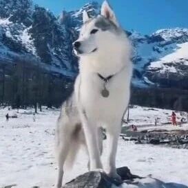 二哈：啊！我这该死的、无处安放的魅力啊！