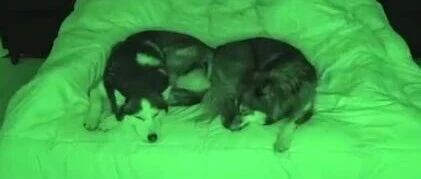 主人很好奇自己每天睡觉时，家里两只哈士奇都在干嘛，于是……