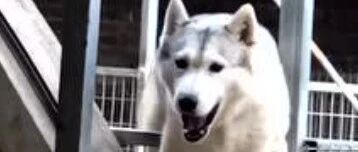 讲真，这种狗子最好还是看别人养！