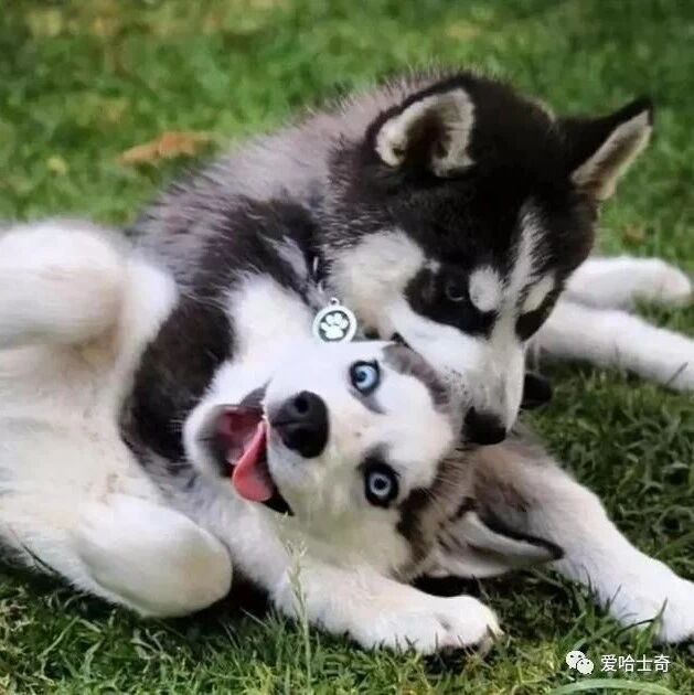 15张图片可以证明，养只哈士奇可以延长衰老，亲测可行