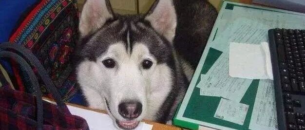 二哈跟其它狗最大的区别可能是：它不知道自己是只狗……