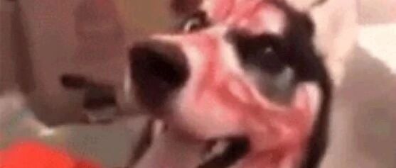 把二哈和女儿单独留在家里，回家时妈妈看傻了，好惨…