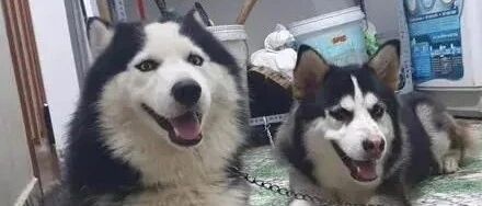 二哈生娃，最后一只让主人发疯：它到底经历了什么！？