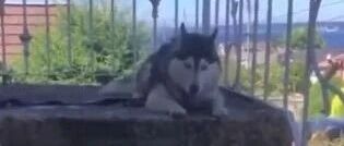 二哈洗澡洗一半，突然想起来自己不喜欢洗澡，直接发疯了...