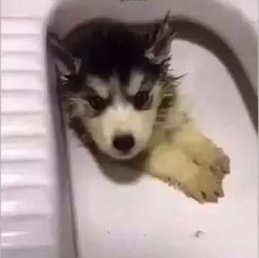 晚上听到有狗叫，去厕所一看差点没笑死！