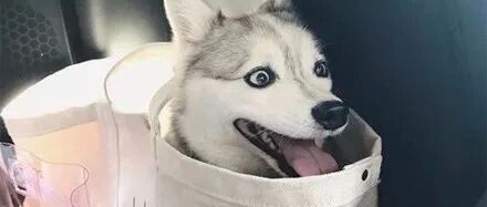 哈士奇和博美的孩子，长大后，美哭所有人..