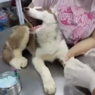 哈士奇抽血全过程，眼神全是戏，听到这叫声全场笑喷了...
