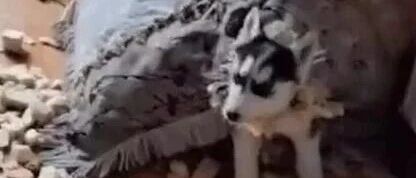 收养了只瘸腿小哈士奇，没想到两个月后它给了主人个大“惊喜”！