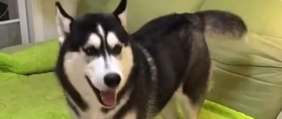 主人告诉二哈不能尿在地上，于是……主人哭了！